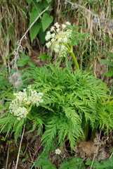 Molopospermum peloponnesiacum