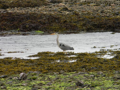iNaturalist: (c) awpiston, some rights reserved (CC BY-NC) iNaturalist image