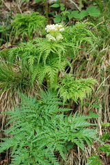 Molopospermum peloponnesiacum