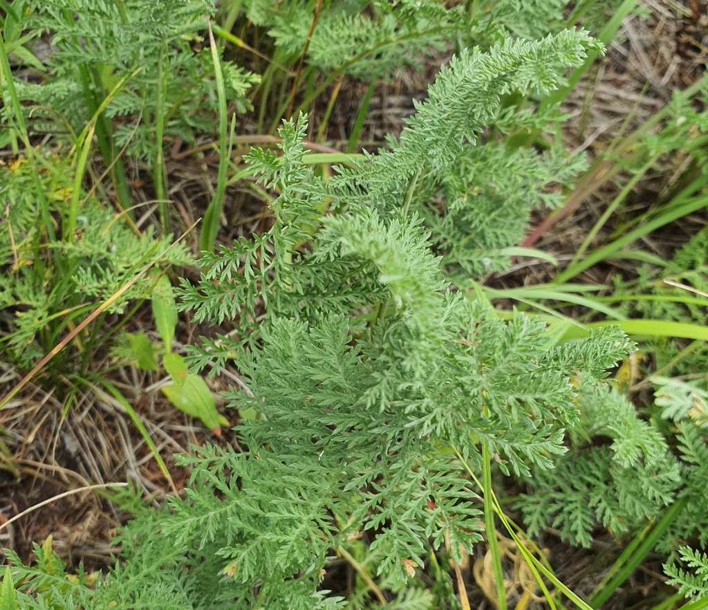 Artemisia laciniata; photograph (c) Urgamal Magsar, some rights reserved (CC BY)