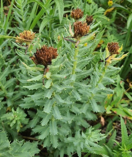 Rhodiola rosea, photograph 5