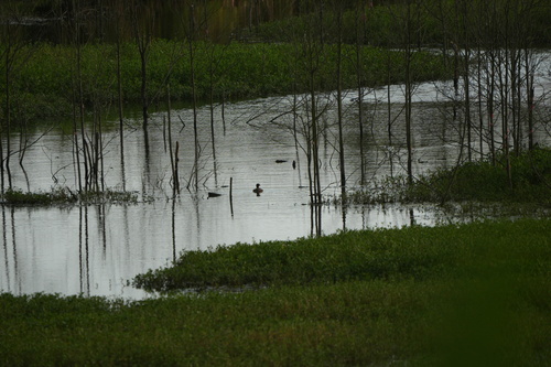 iNaturalist image