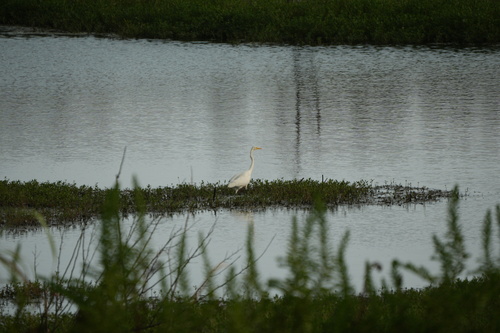 iNaturalist image