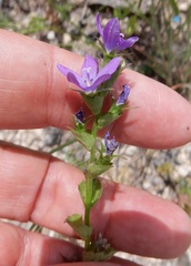 Triodanis texana