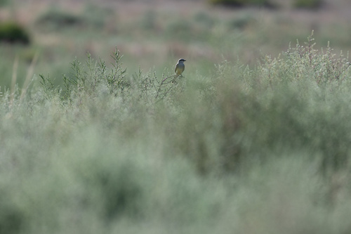 Western Kingbird