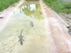 Crocodylus rhombifer