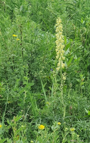 Aconitum barbatum, photograph 4