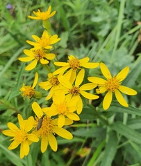 Senecio nemorensis