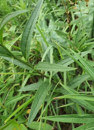 Senecio nemorensis, photograph 3