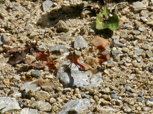Banded Darter