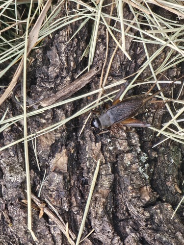 Emma Field Cricket