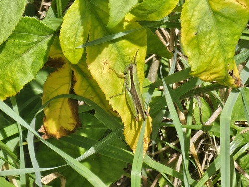 Oxya sinuosa