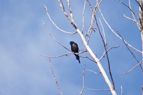 Common Grackle
