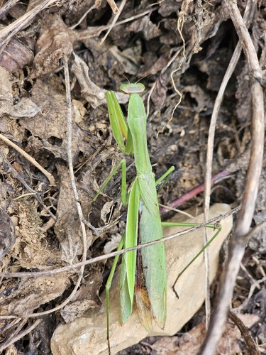 Chinese Mantis