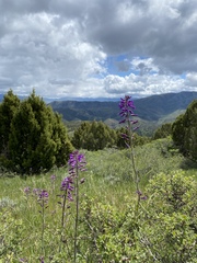 Boechera divaricarpa