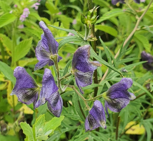 Aconitum baicalense