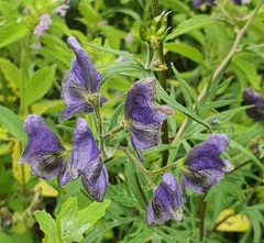 Aconitum baicalense