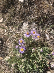 Erigeron poliospermus