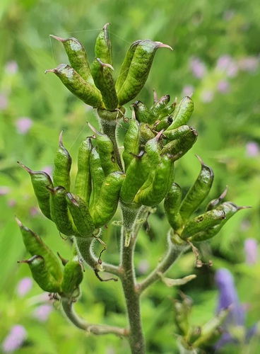 Aconitum baicalense, photograph 1