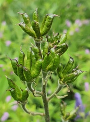 Aconitum baicalense, photograph (c) Urgamal Magsar, some rights reserved (CC BY)