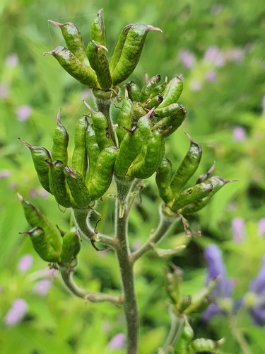 Aconitum baicalense, photograph 2