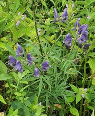 Aconitum baicalense, photograph (c) Urgamal Magsar, some rights reserved (CC BY)