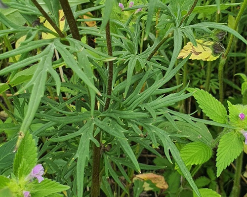 Aconitum baicalense, photograph 3