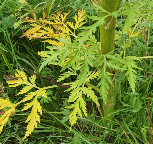Pleurospermum uralense, photograph 4