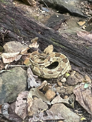 Timber Rattlesnake