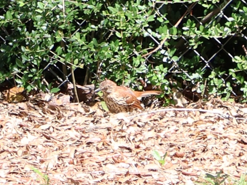 Brown Thrasher