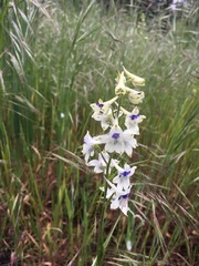 Delphinium leucophaeum