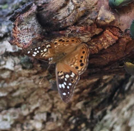 Hackberry Emperor