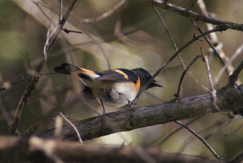 American Redstart