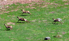 Rupicapra pyrenaica parva