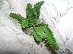 Asplenium jahandiezii