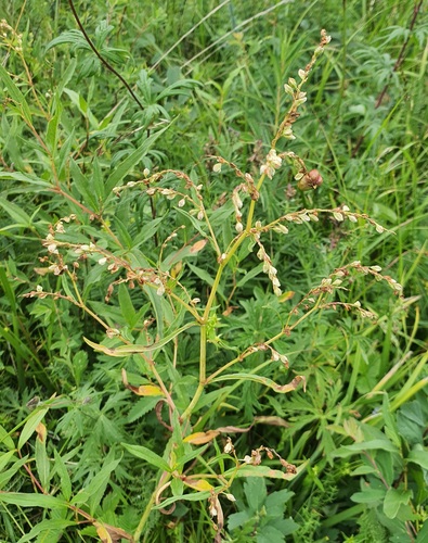 Koenigia alpina