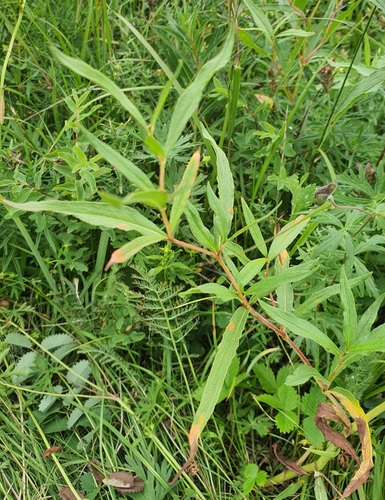 Koenigia alpina, photograph 2