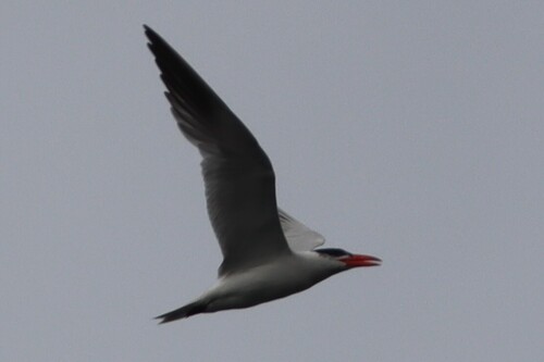 iNaturalist image