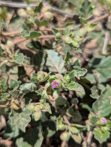 Allionia choisyi