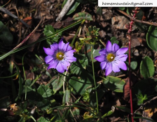Gentiana aristata