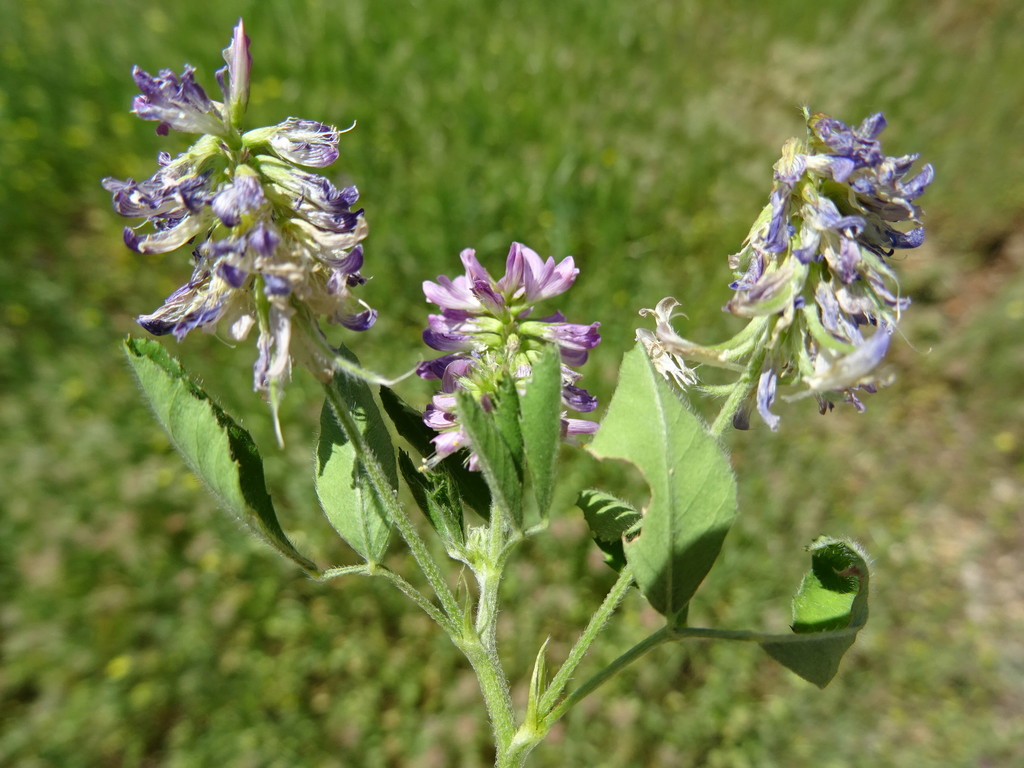 Trigonella lilacina