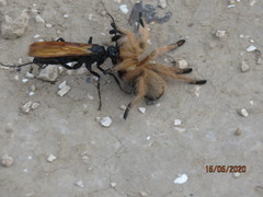 Aphonopelma moderatum