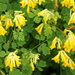 Yellow Corydalis - Photo (c) Alwyn Ladell, some rights reserved (CC BY-NC-ND)
