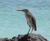 Comoros Striated Heron - Photo (c) Frank-Roland Fließ, some rights reserved (CC BY-NC), uploaded by Frank-Roland Fließ