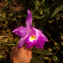 Sobralia macrantha