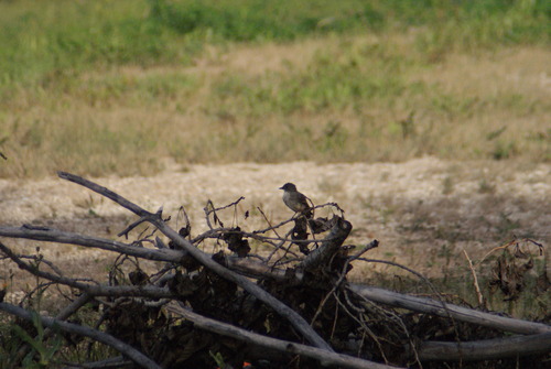 Eastern Phoebe