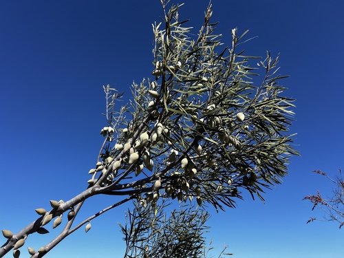 Xylomelum angustifolium observed 2026-09-10
