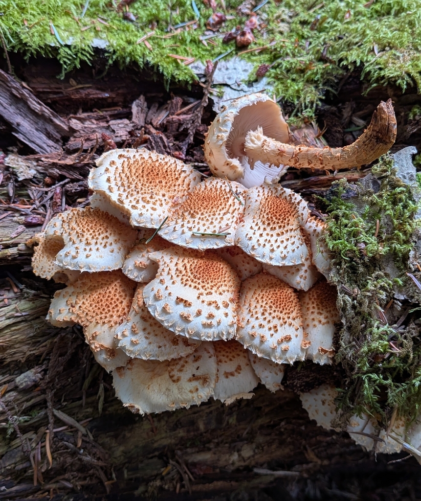 Sharp-scaly Pholiota · September 2026 · photo: Photo: (c) Sharon Squazzo, some rights reserved (CC BY) · iNaturalist