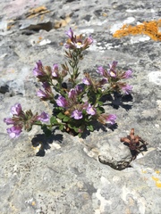 Chaenorhinum origanifolium origanifolium