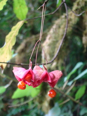 Euonymus leiophloeus
